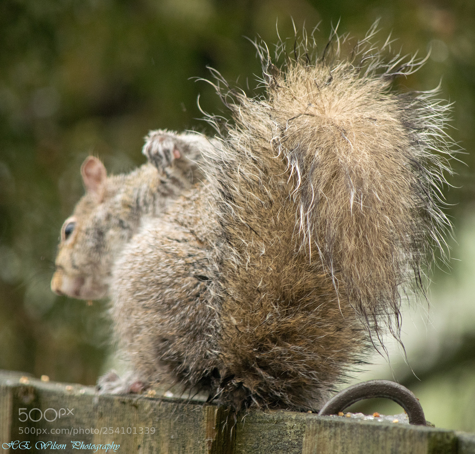 Nikon D3300 sample photo. Flaunt that tail photography