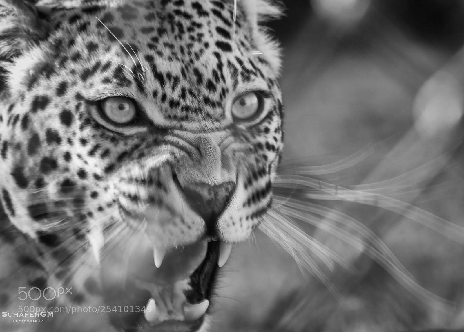 Nikon D5500 sample photo. Mike the leopard photography