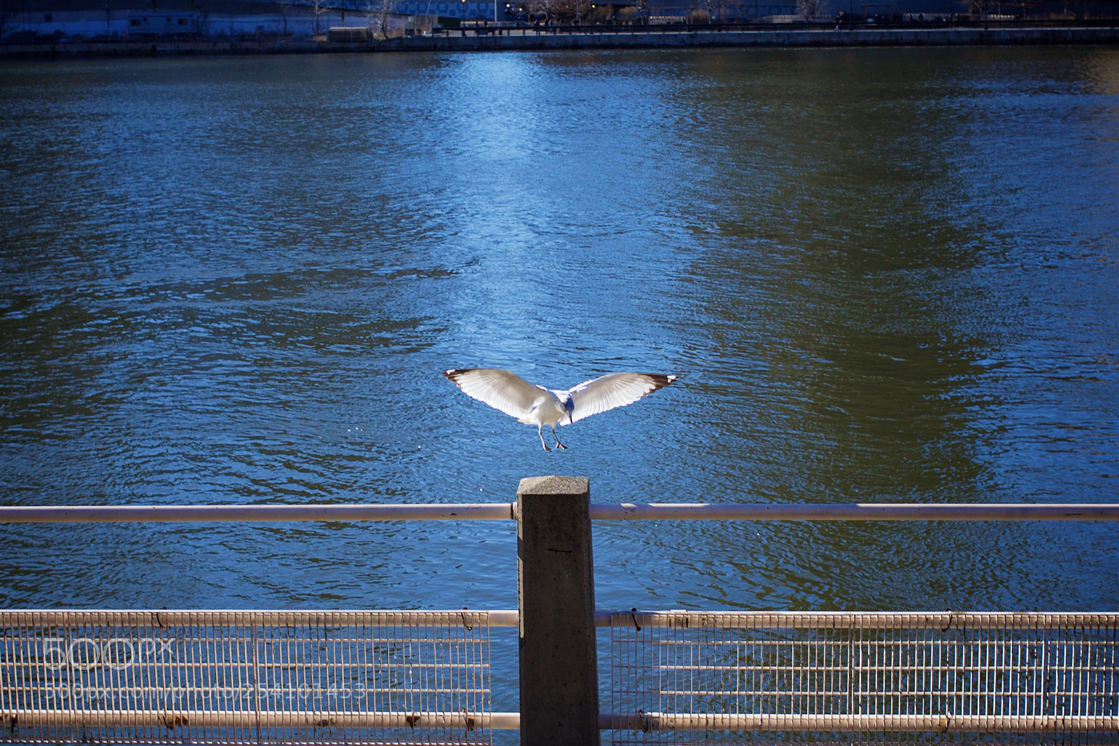 Canon EOS 5D Mark II sample photo. Cleared for landing... photography