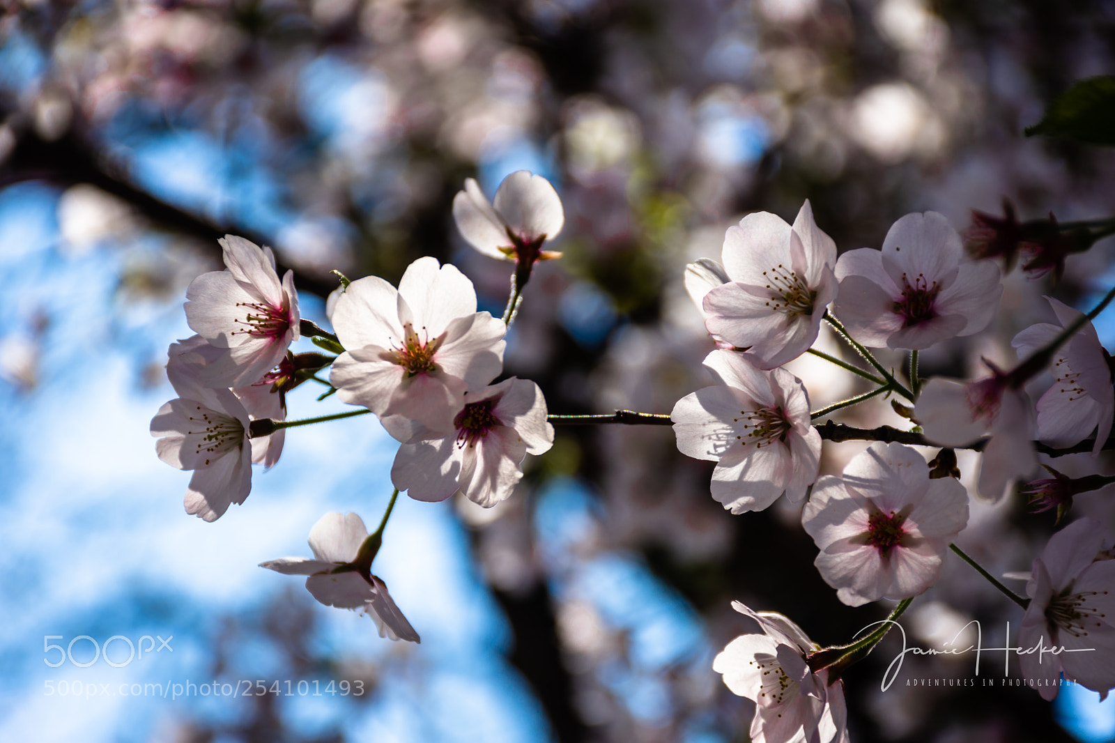 Nikon D7200 sample photo. Dc cherry blossoms photography