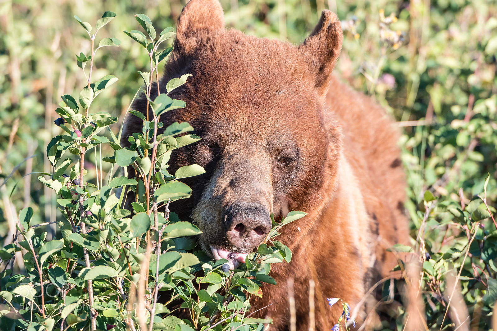 Nikon D500 sample photo. Saskatoon berry eater photography