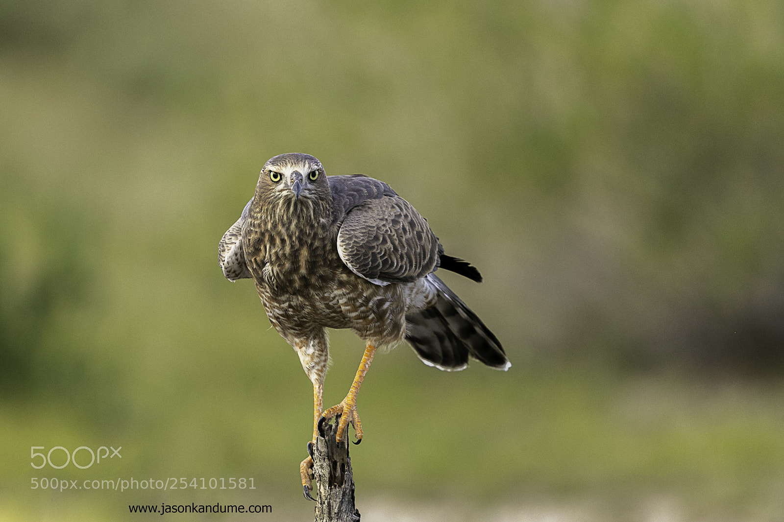 Canon EOS-1D X Mark II sample photo. Pale chanting goshawk photography