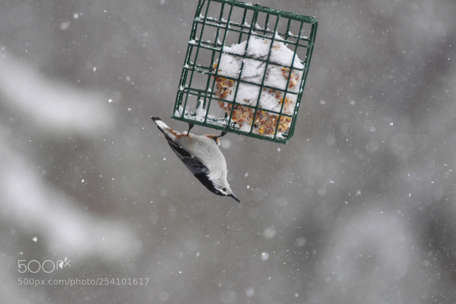 Nikon D90 sample photo. Snowfall  photography
