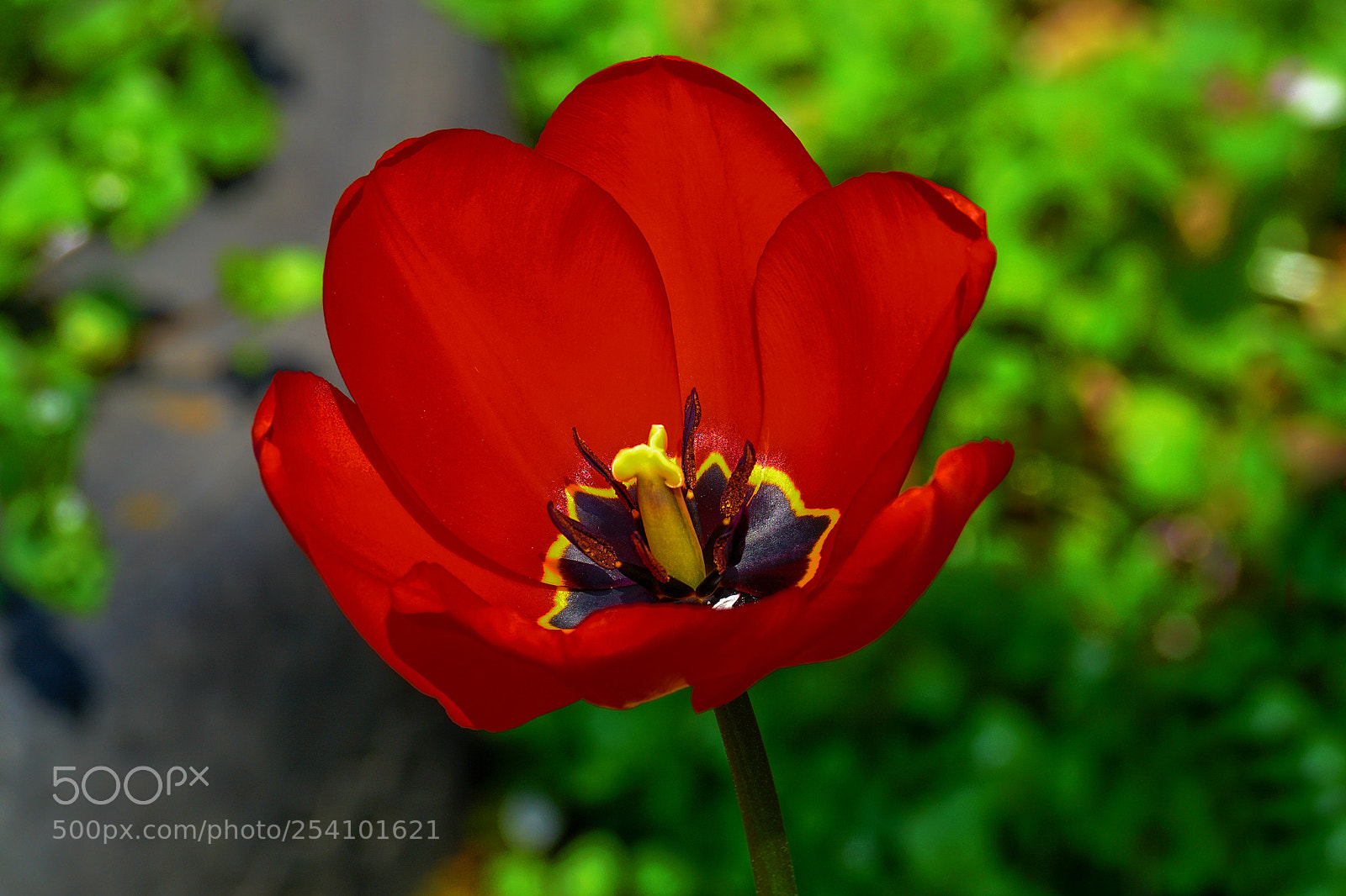 Sony ILCA-77M2 sample photo. The tulip delights with photography