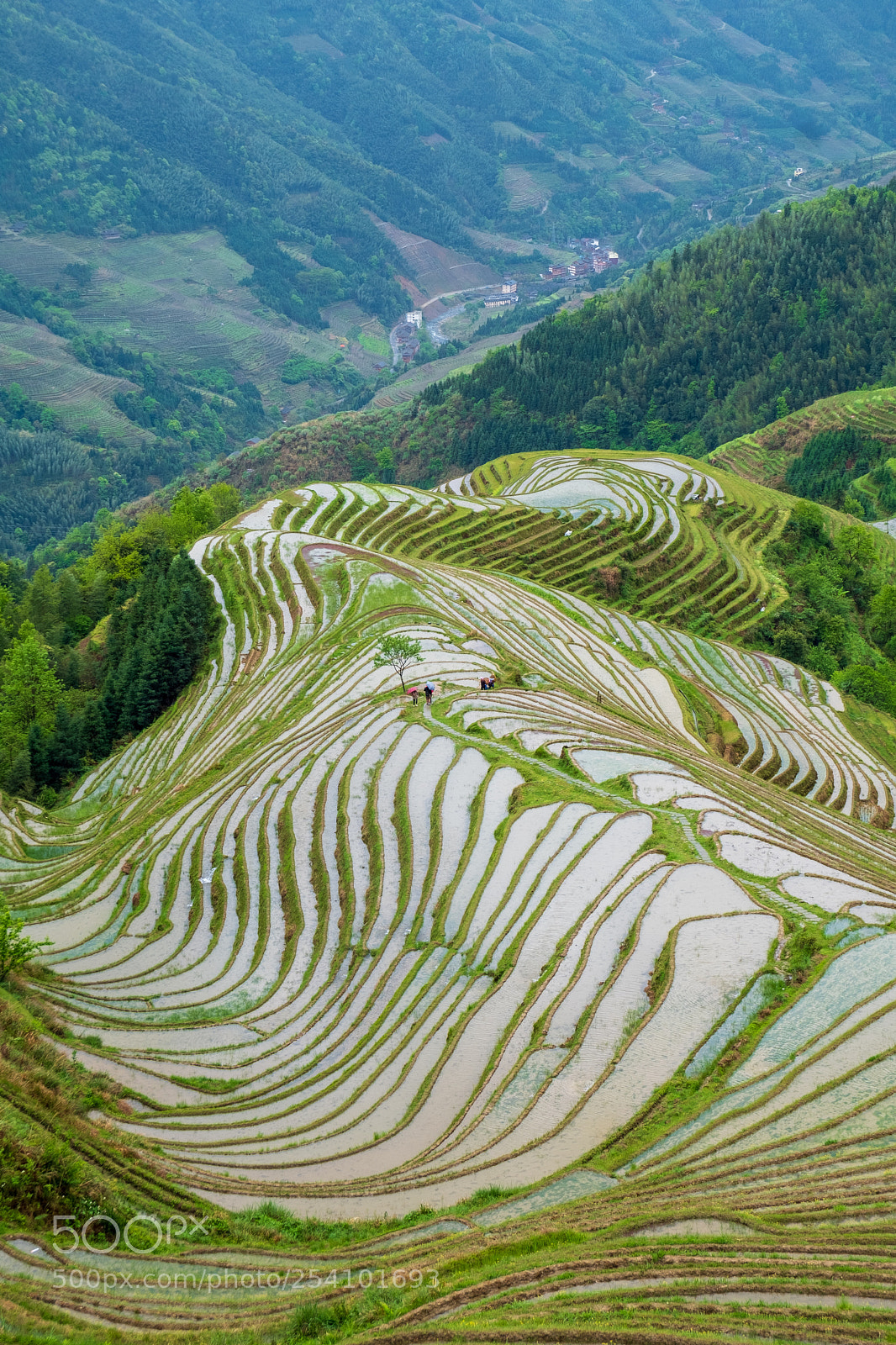 Fujifilm X-T20 sample photo. Longji rice terraces photography