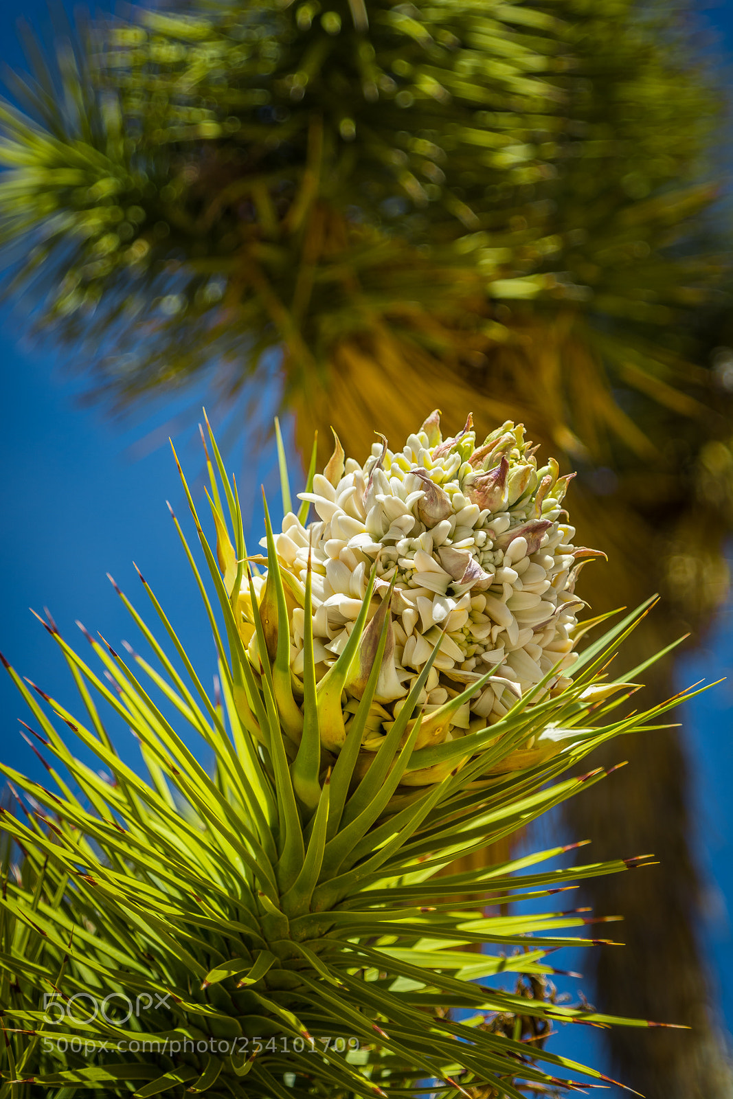 Nikon D7100 sample photo. 20180407-dsc_4869-04_07_2018_46849.jpg photography