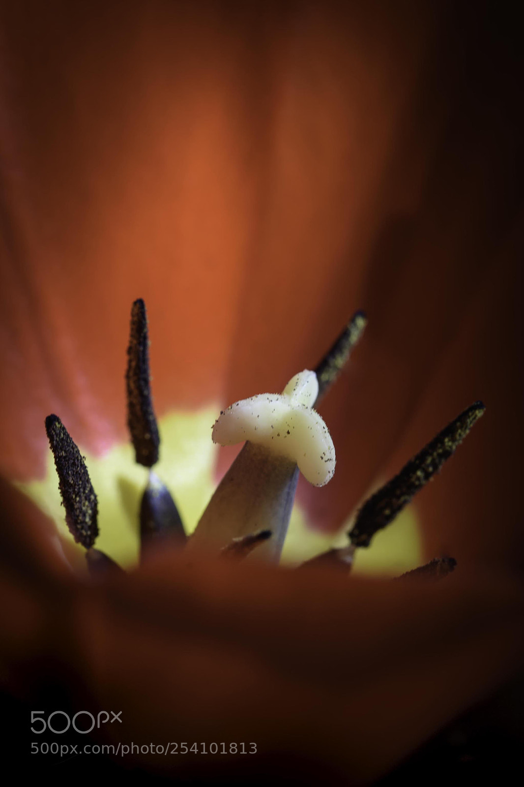 Nikon D7200 sample photo. Untitled photography