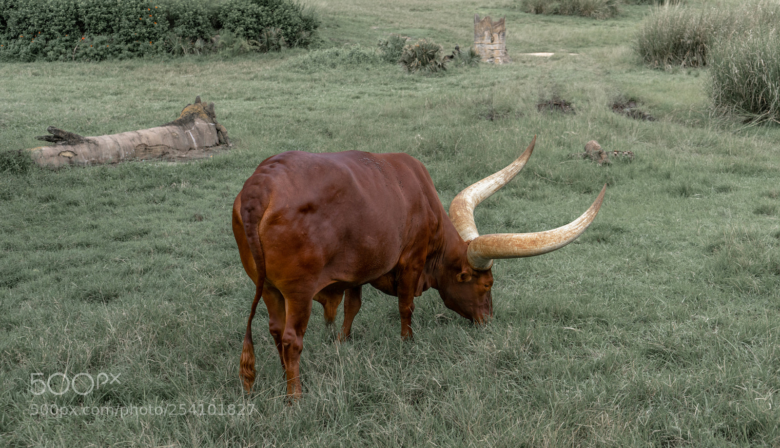 Sony a7 sample photo. Ox with big horns photography