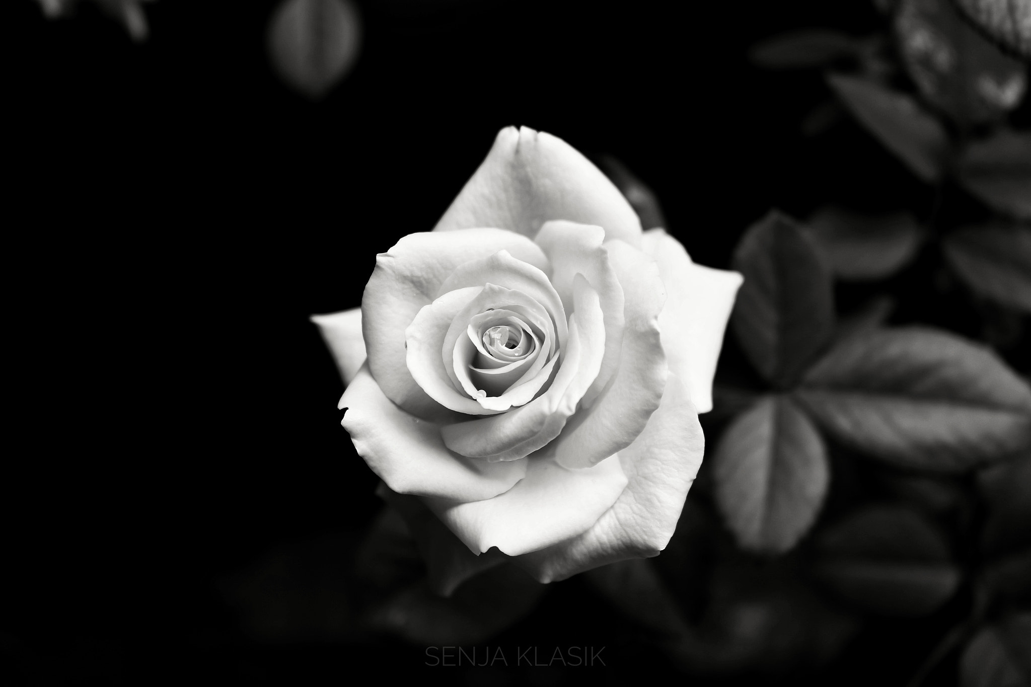Canon EOS 100D (EOS Rebel SL1 / EOS Kiss X7) sample photo. Gloomy rose photography