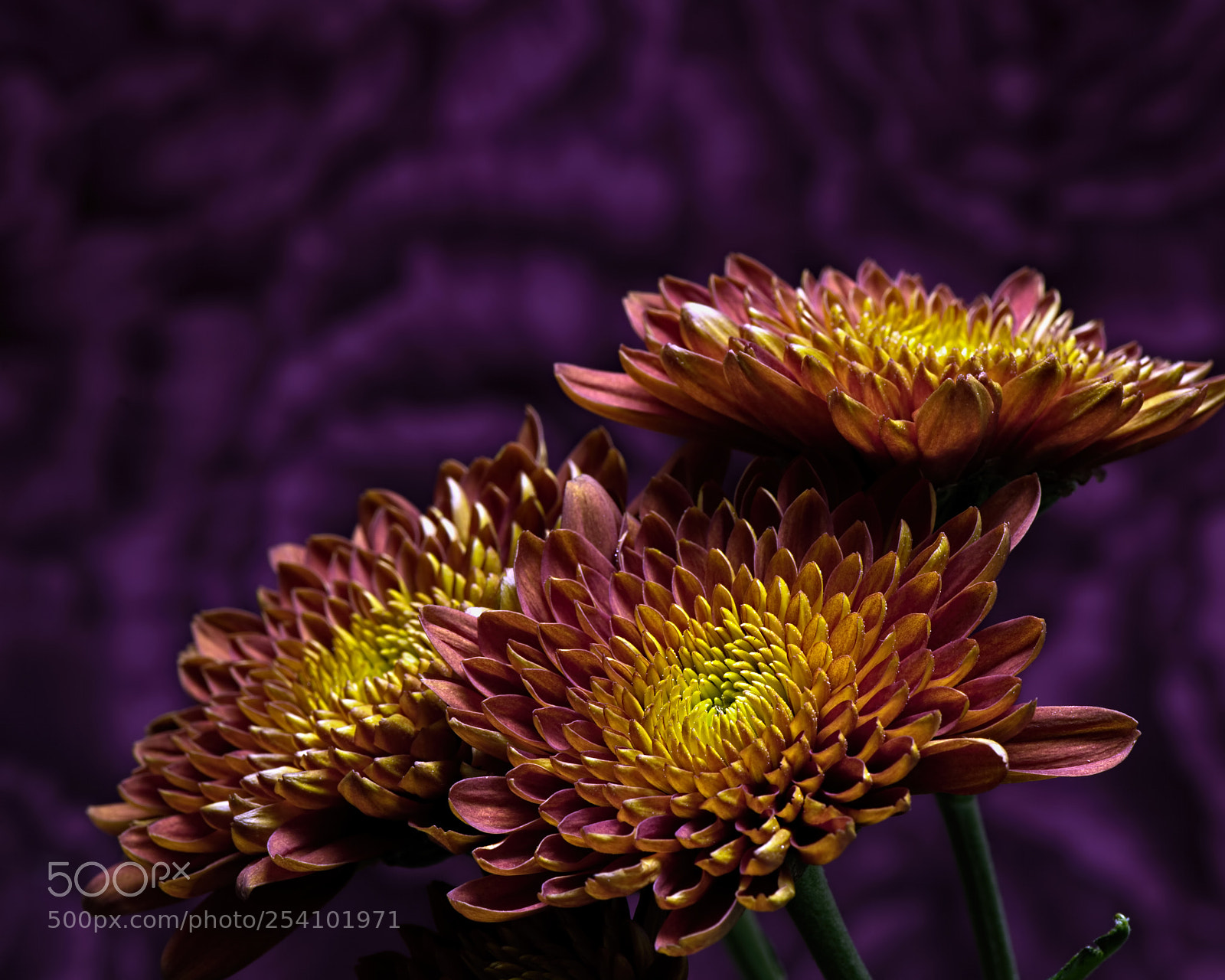 Nikon D810 sample photo. Friends 1111 photography