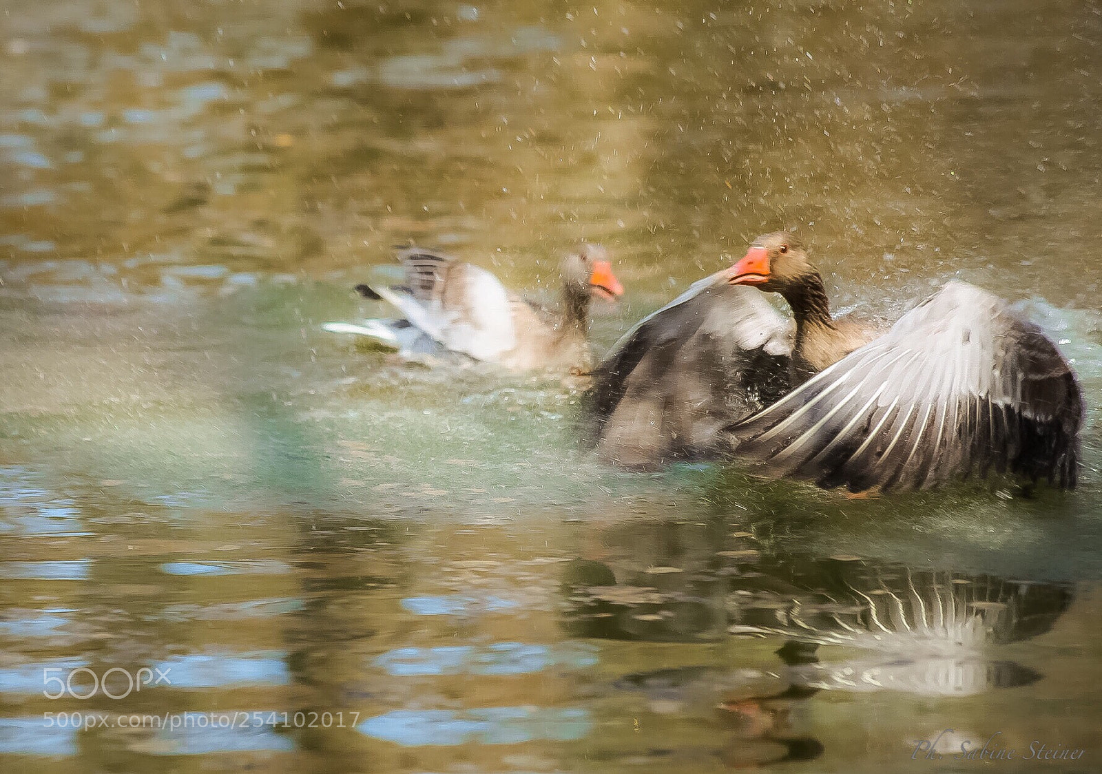 Canon EOS 5D Mark II sample photo. Ducks photography