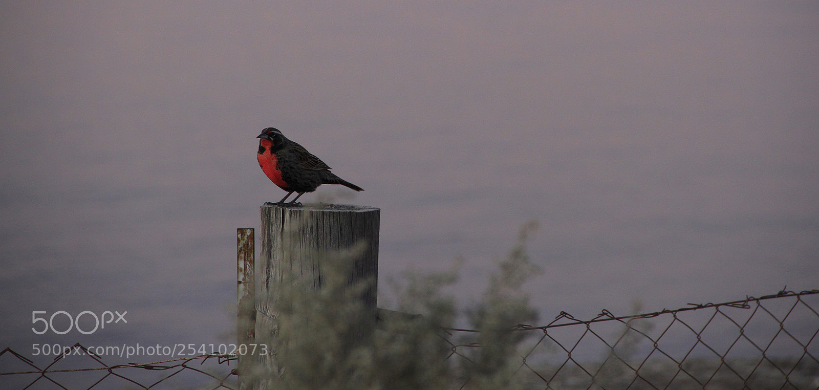 Canon EOS 7D sample photo. Bird photography