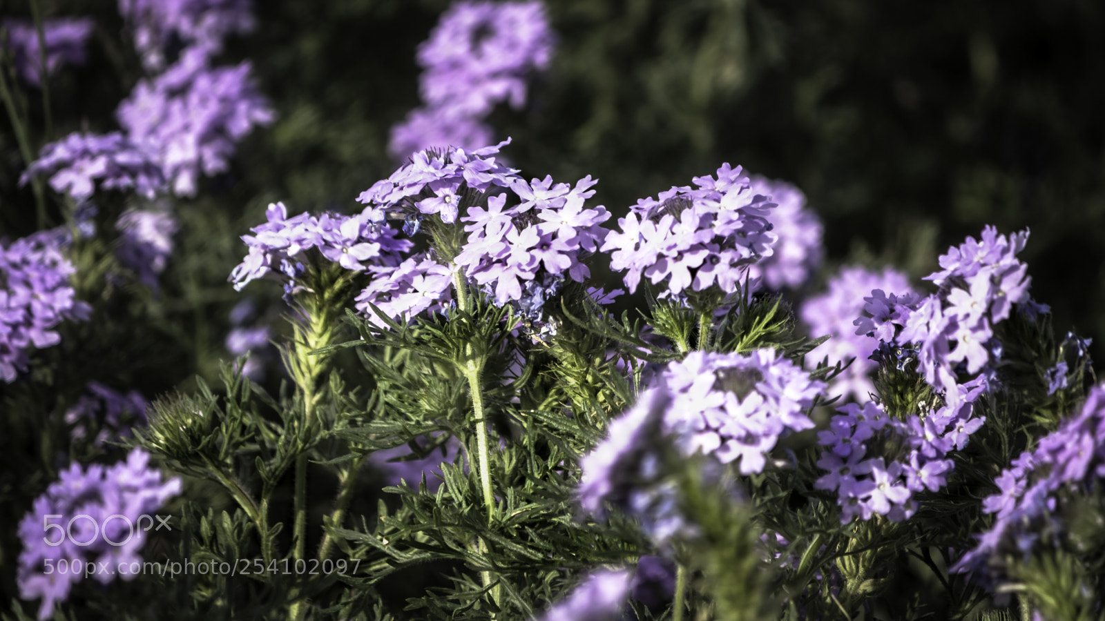 Canon EOS 650D (EOS Rebel T4i / EOS Kiss X6i) sample photo. Flowers photography