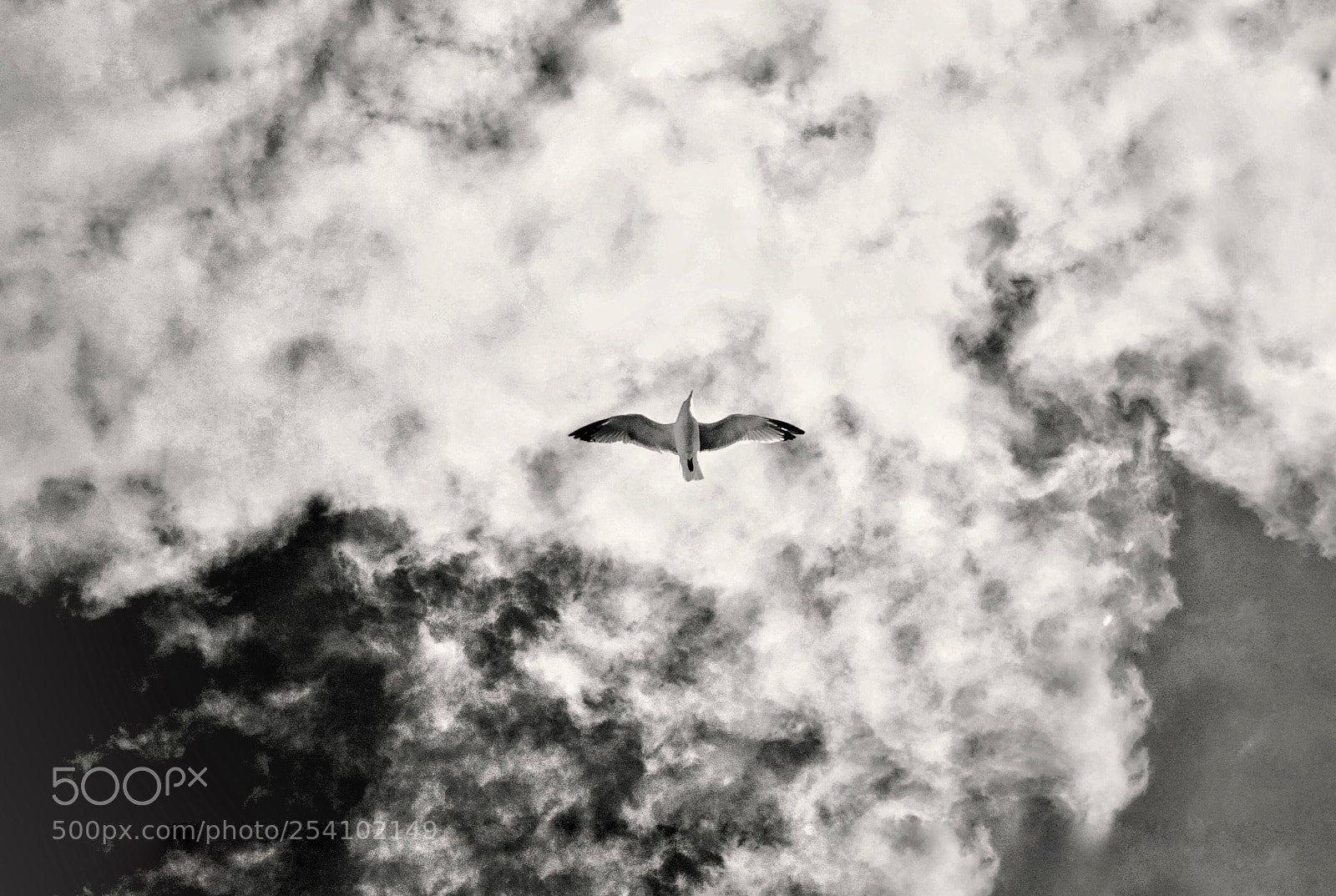 Nikon D7100 sample photo. Bird’s eye photography
