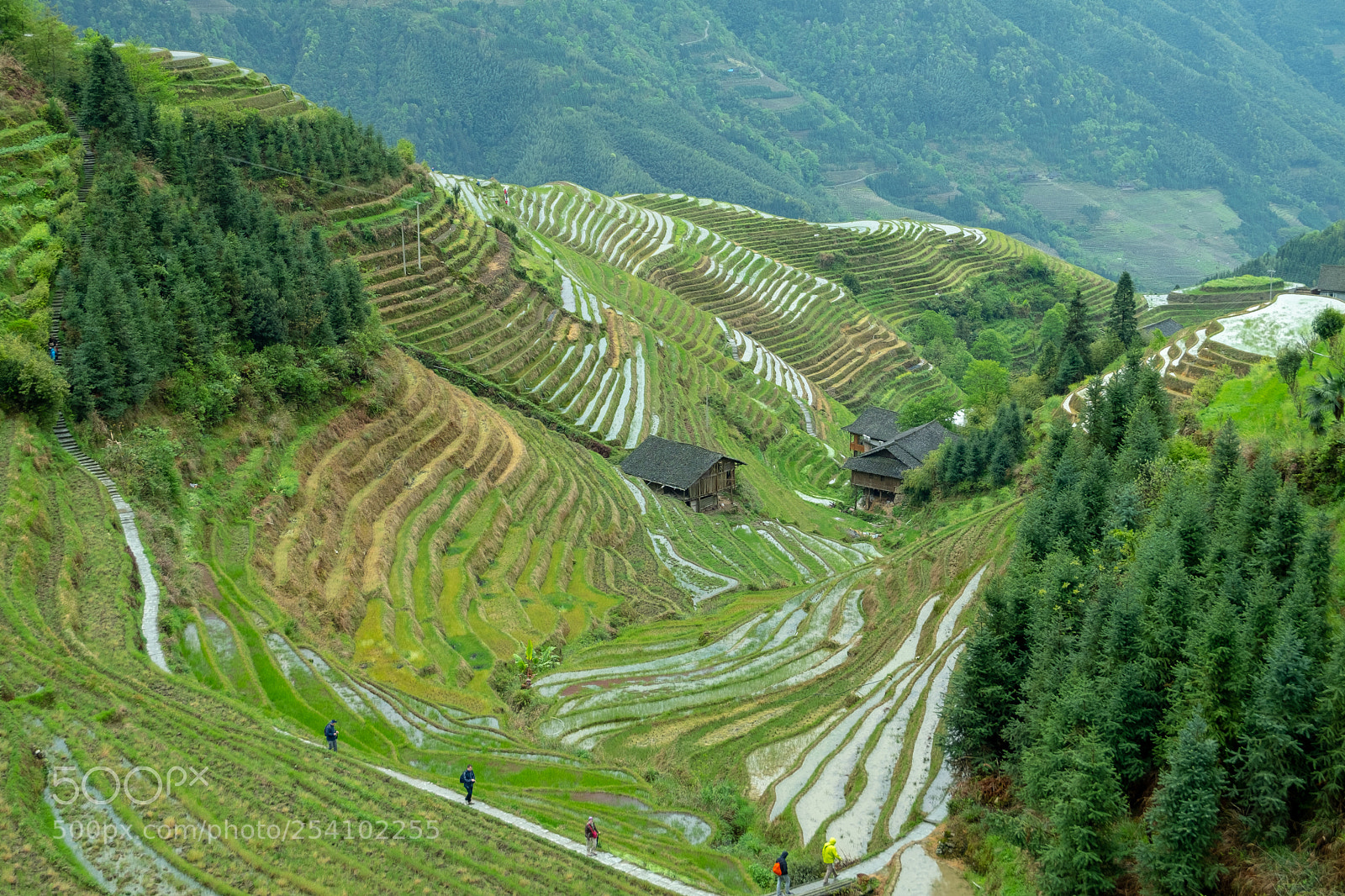 Fujifilm X-T20 sample photo. Longji rice terraces photography