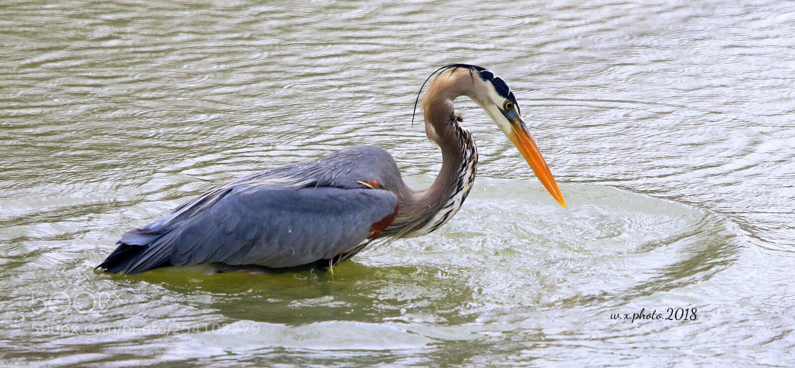 Canon EOS 7D Mark II sample photo. Great blue heron photography