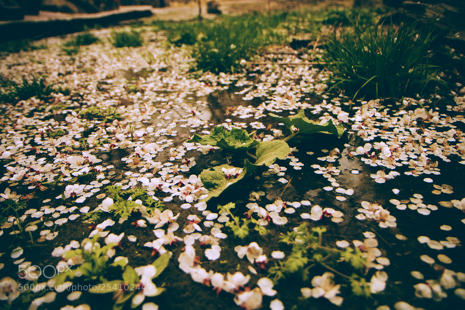 Canon EOS 70D sample photo. Img photography