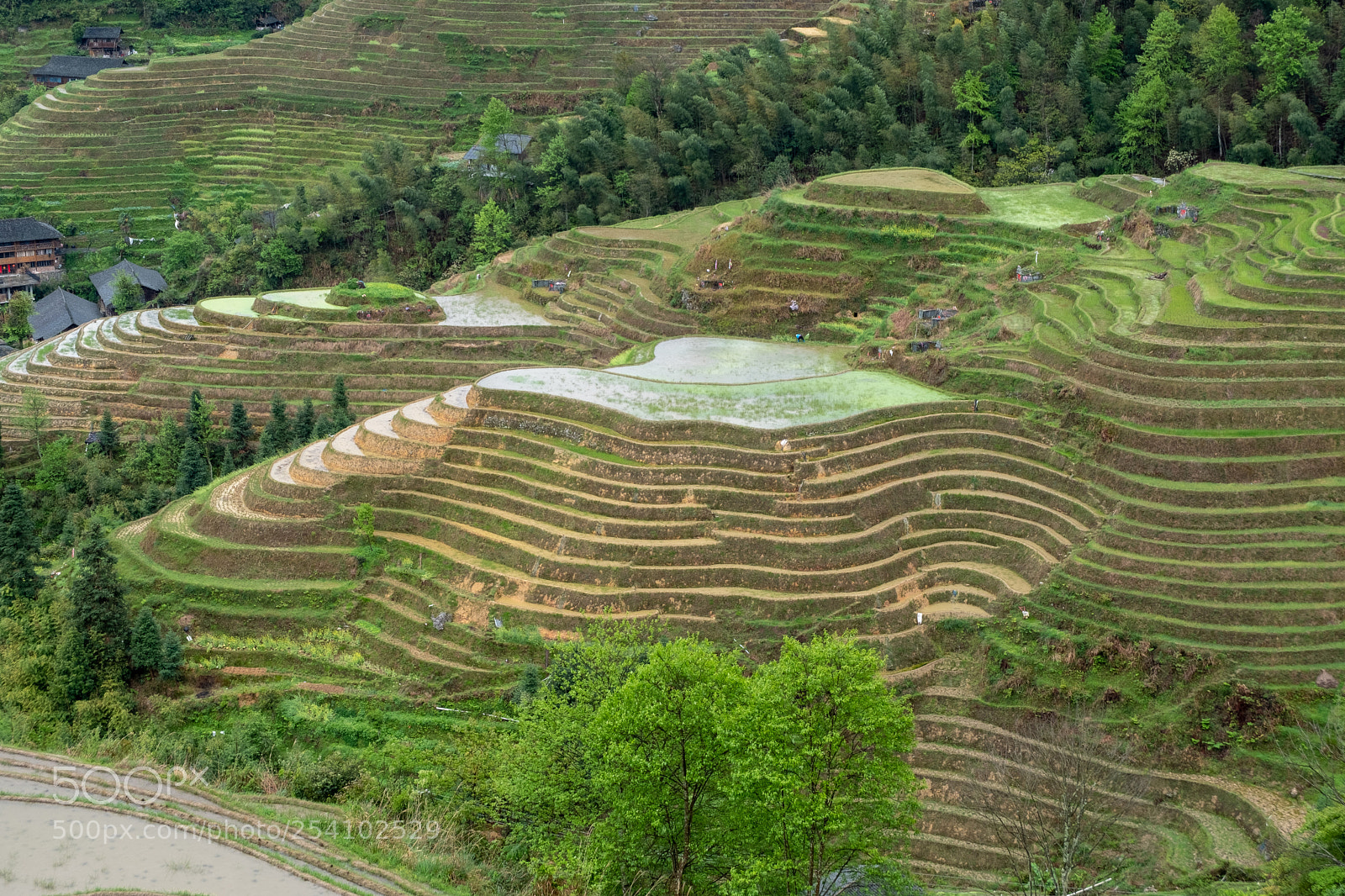 Fujifilm X-T20 sample photo. Longji rice terraces photography