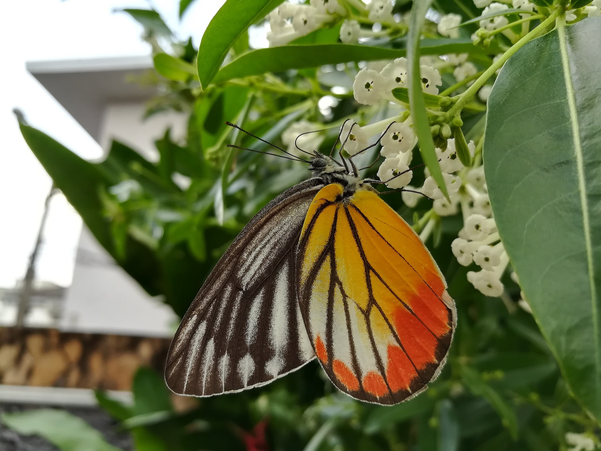 HUAWEI GR5 2017 sample photo. Butterfly flower photography