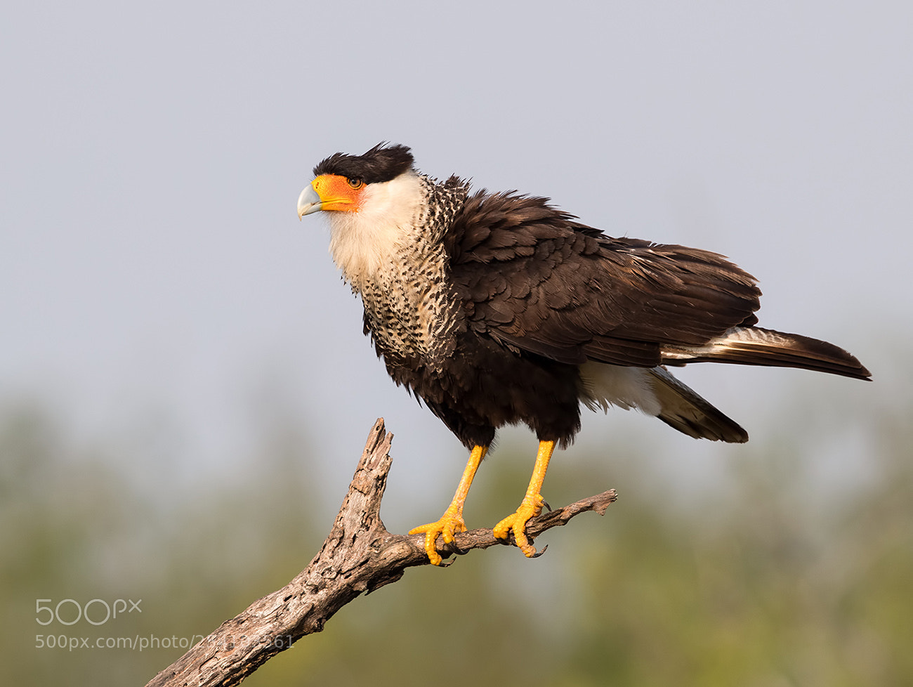 Canon EOS-1D X Mark II sample photo. Crested caracara photography