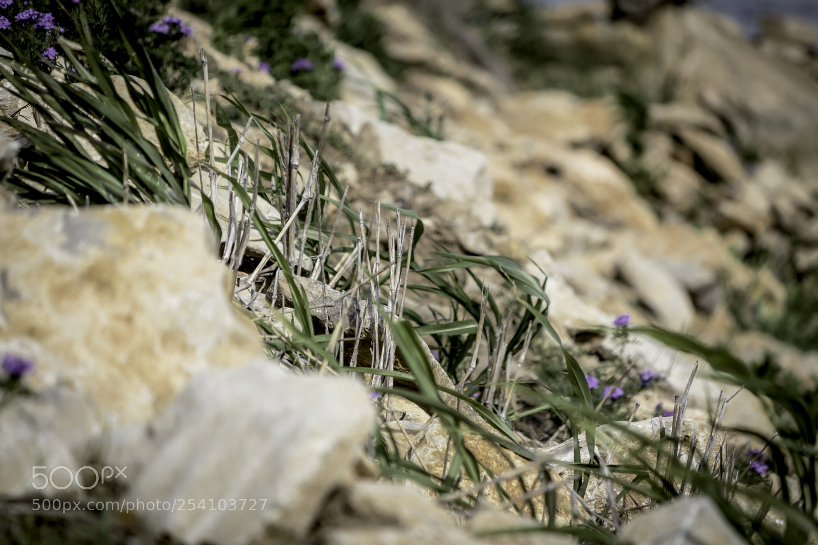 Canon EOS 650D (EOS Rebel T4i / EOS Kiss X6i) sample photo. Plants and rocks photography