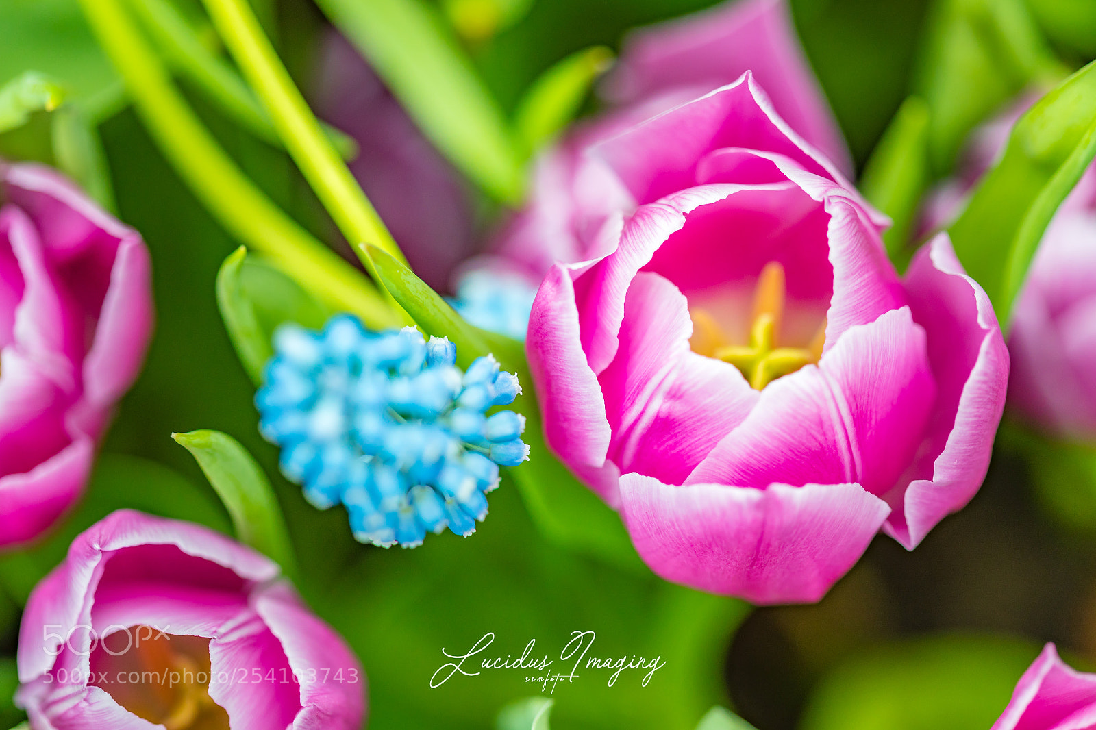 Canon EOS 5D Mark IV sample photo. Tulips photography