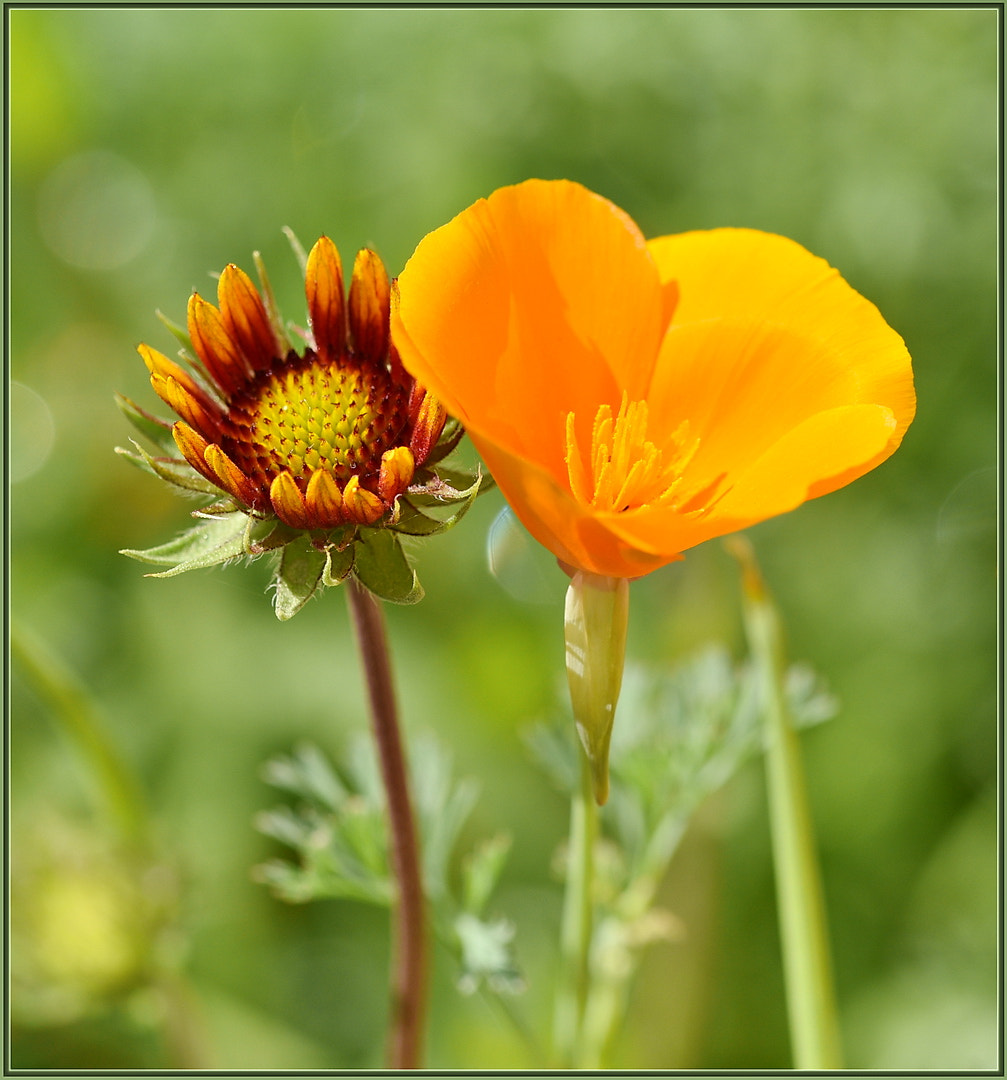 Nikon D750 + Sigma 105mm F2.8 EX DG OS HSM sample photo. Meadow mates photography