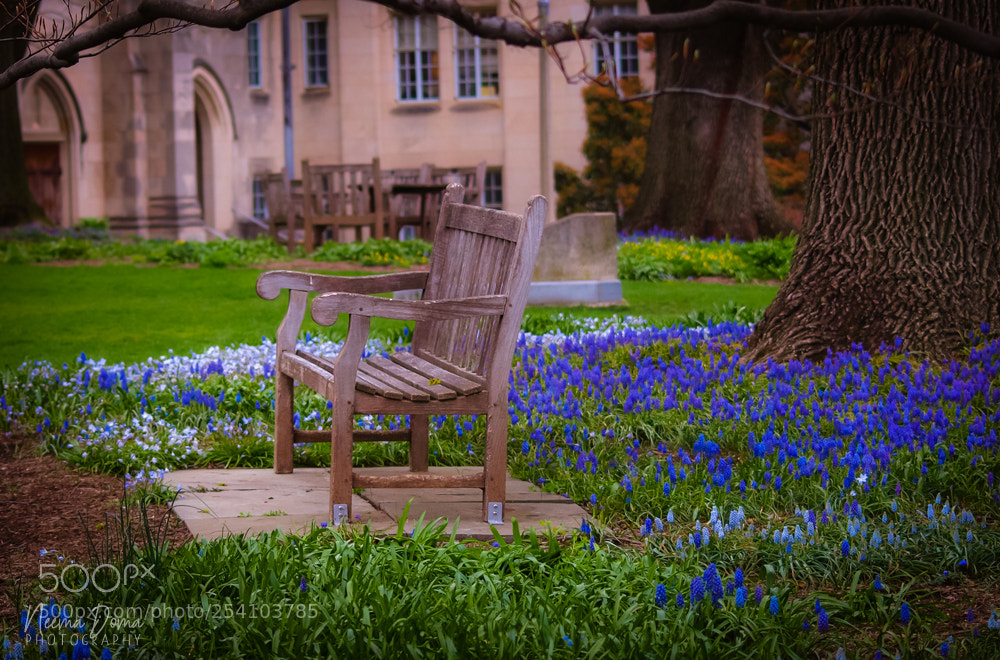 Olympus E-510 (EVOLT E-510) sample photo. Garden bench photography