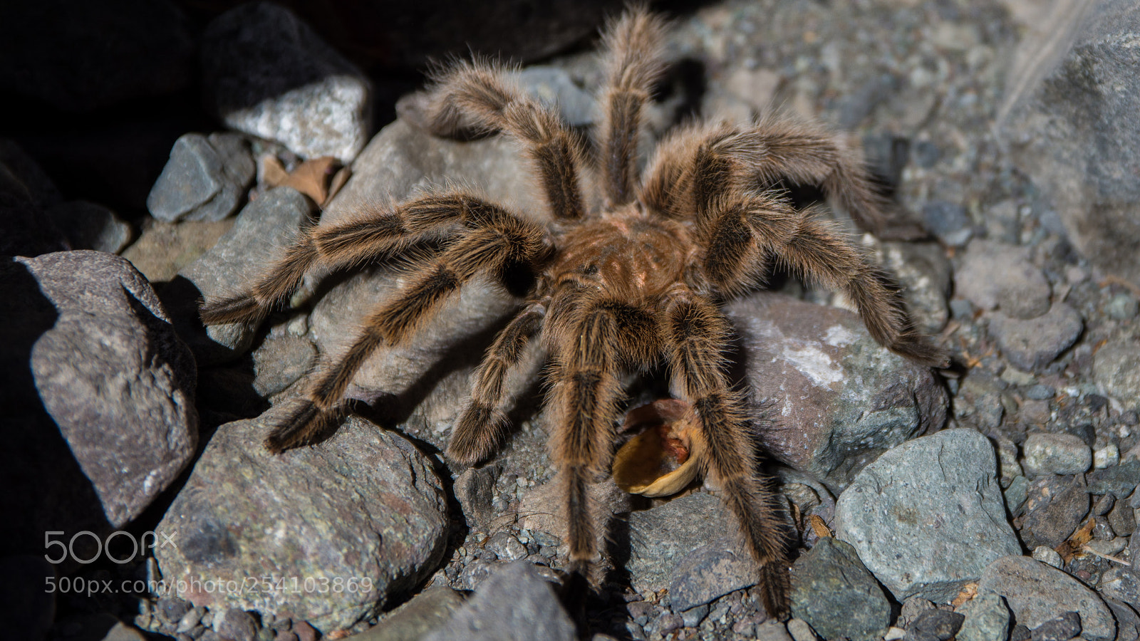Nikon D7100 sample photo. Animal peludo photography