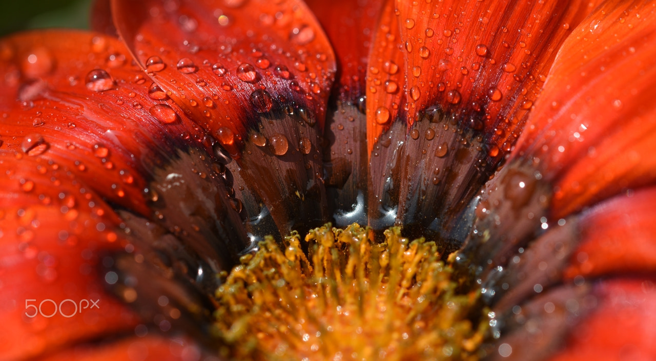 Sigma 105mm F2.8 EX DG OS HSM sample photo. 3 colors photography