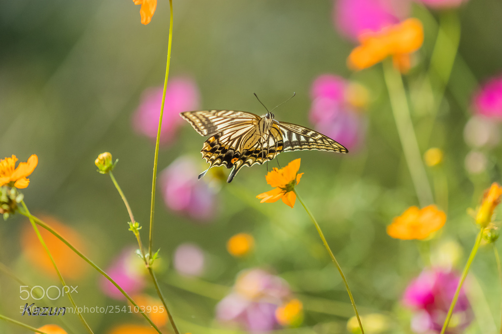 Canon EOS-1D X Mark II sample photo. Butterfly photography