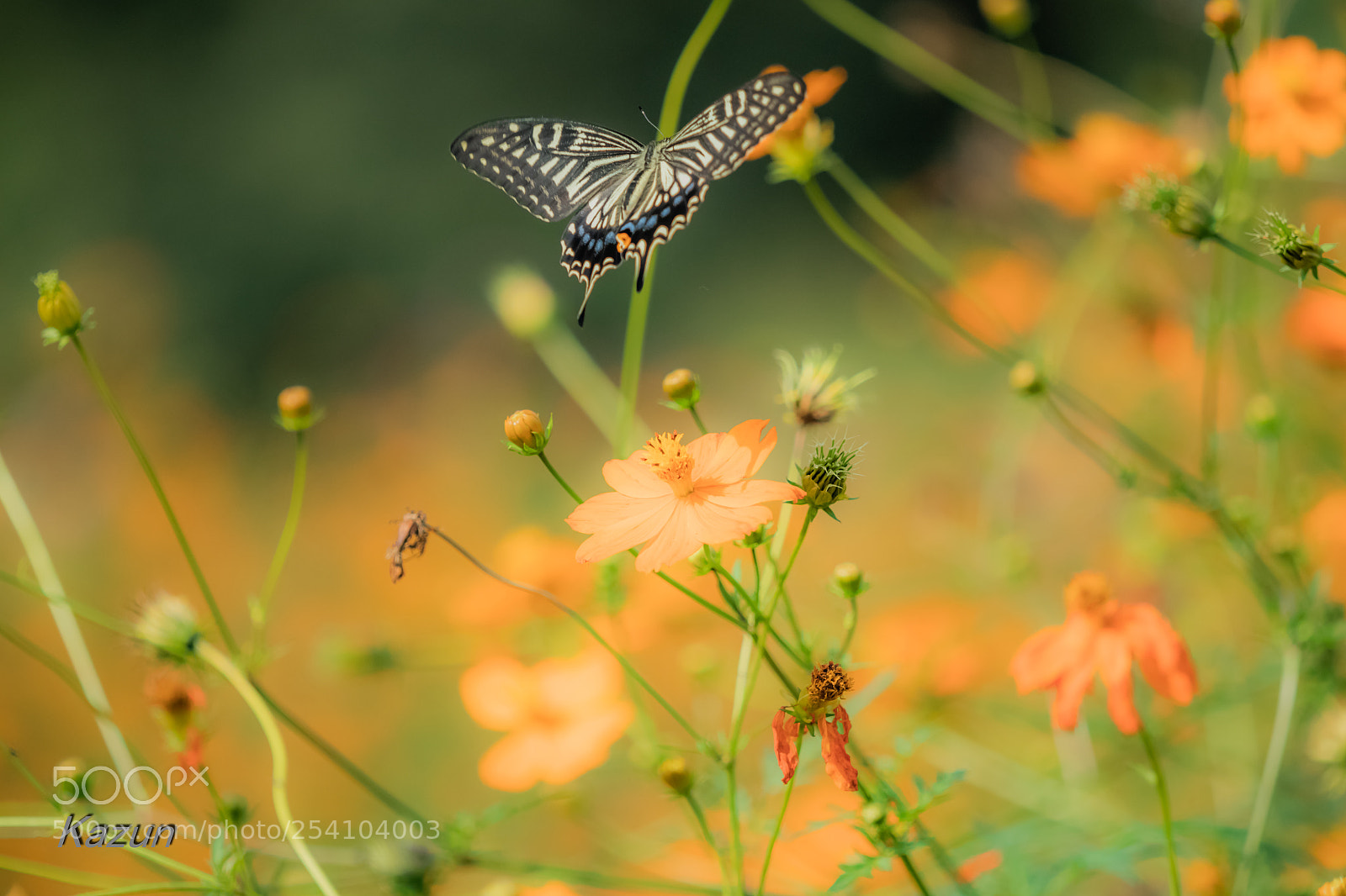 Canon EOS-1D X Mark II sample photo. Love　butterfly～ photography