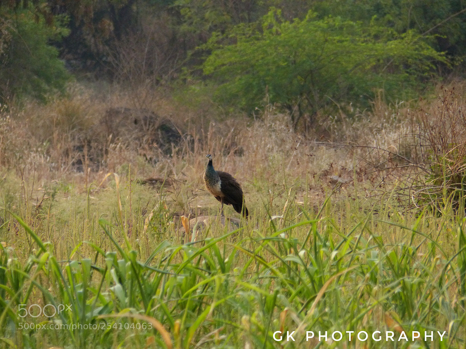 Panasonic Lumix DMC-FZ200 sample photo. Peahen photography