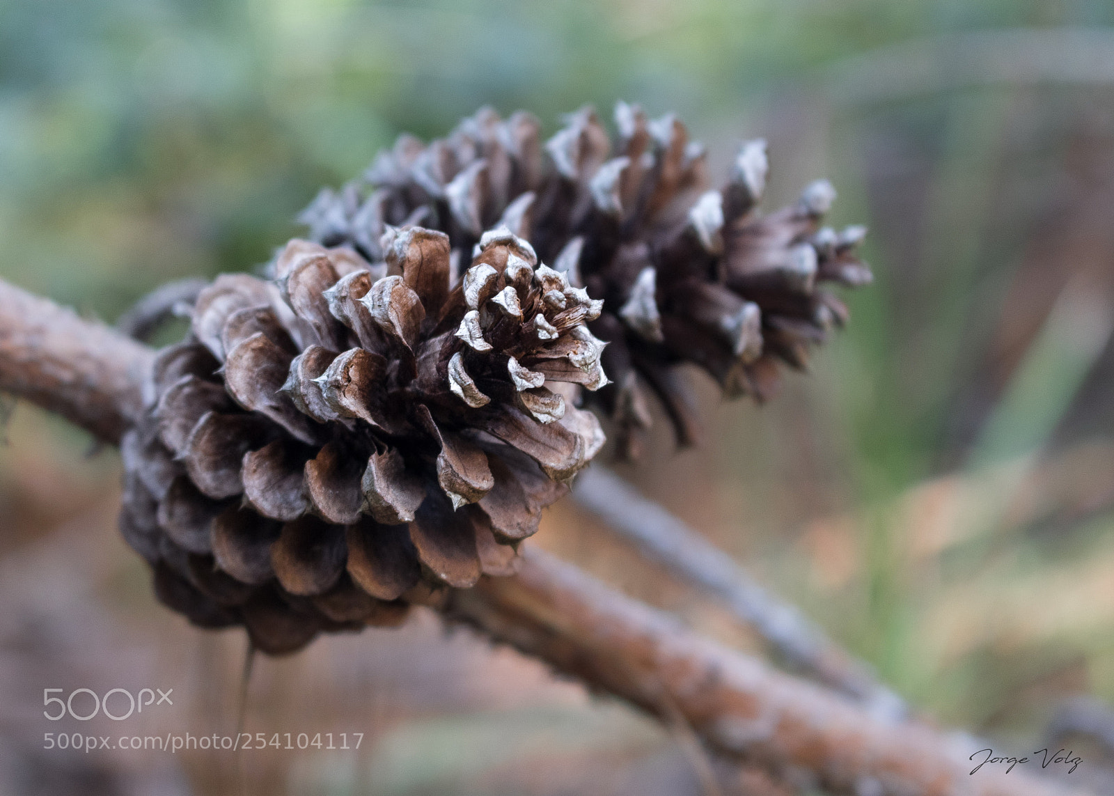 Canon EOS 80D sample photo. Pinecone duo photography