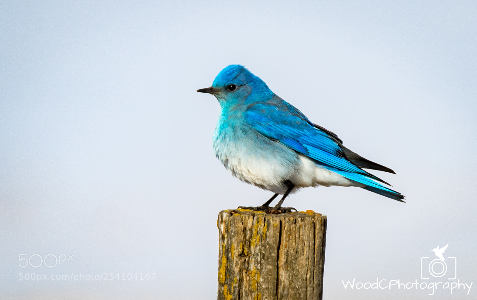 Canon EOS 7D Mark II sample photo. Mountain bluebird in edmonton photography
