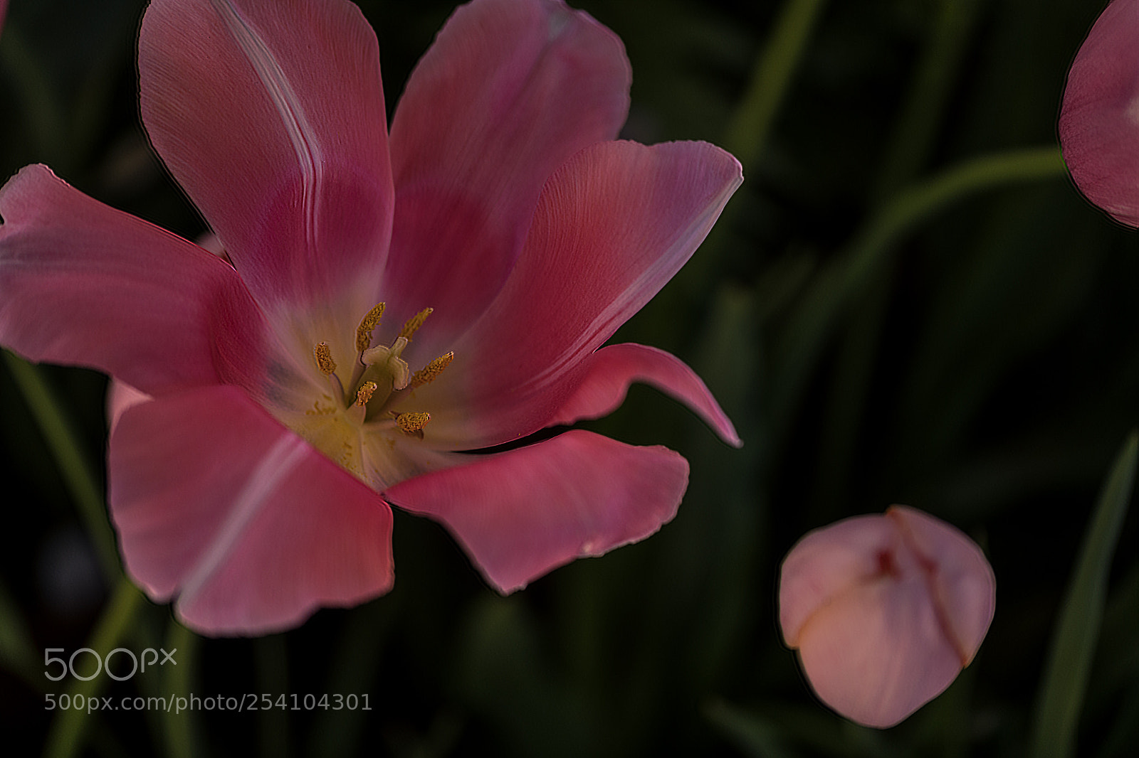 Nikon D850 sample photo. Inside of pink tulip photography
