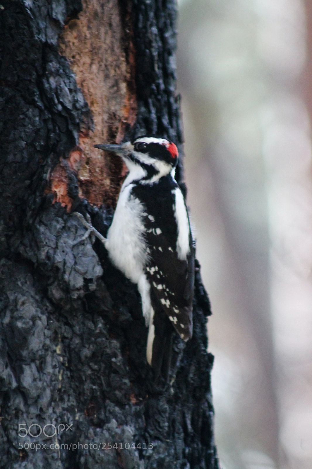 Canon EOS 1100D (EOS Rebel T3 / EOS Kiss X50) sample photo. Wood pecker photography