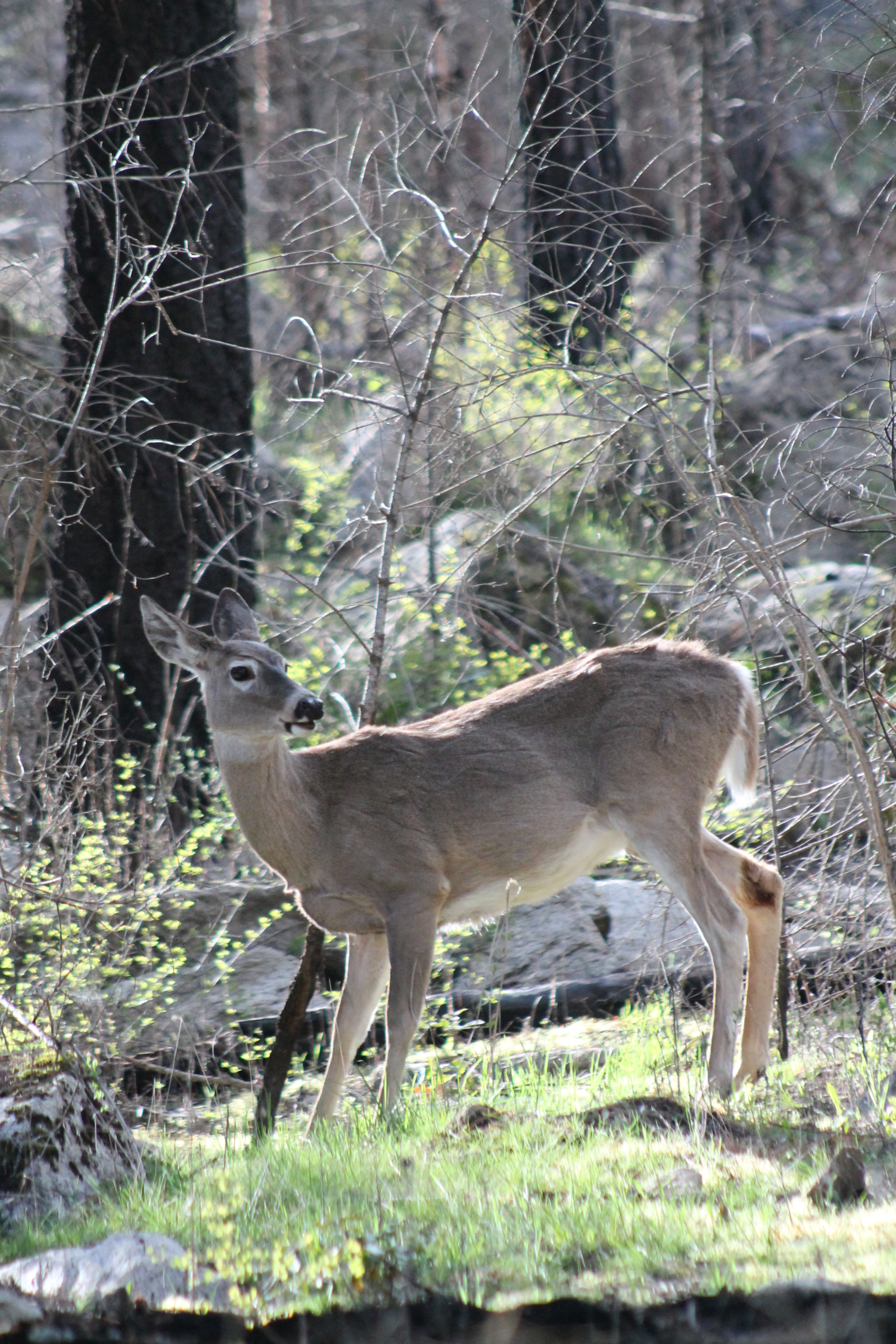 Canon EF 75-300mm f/4-5.6 sample photo. Deer photography