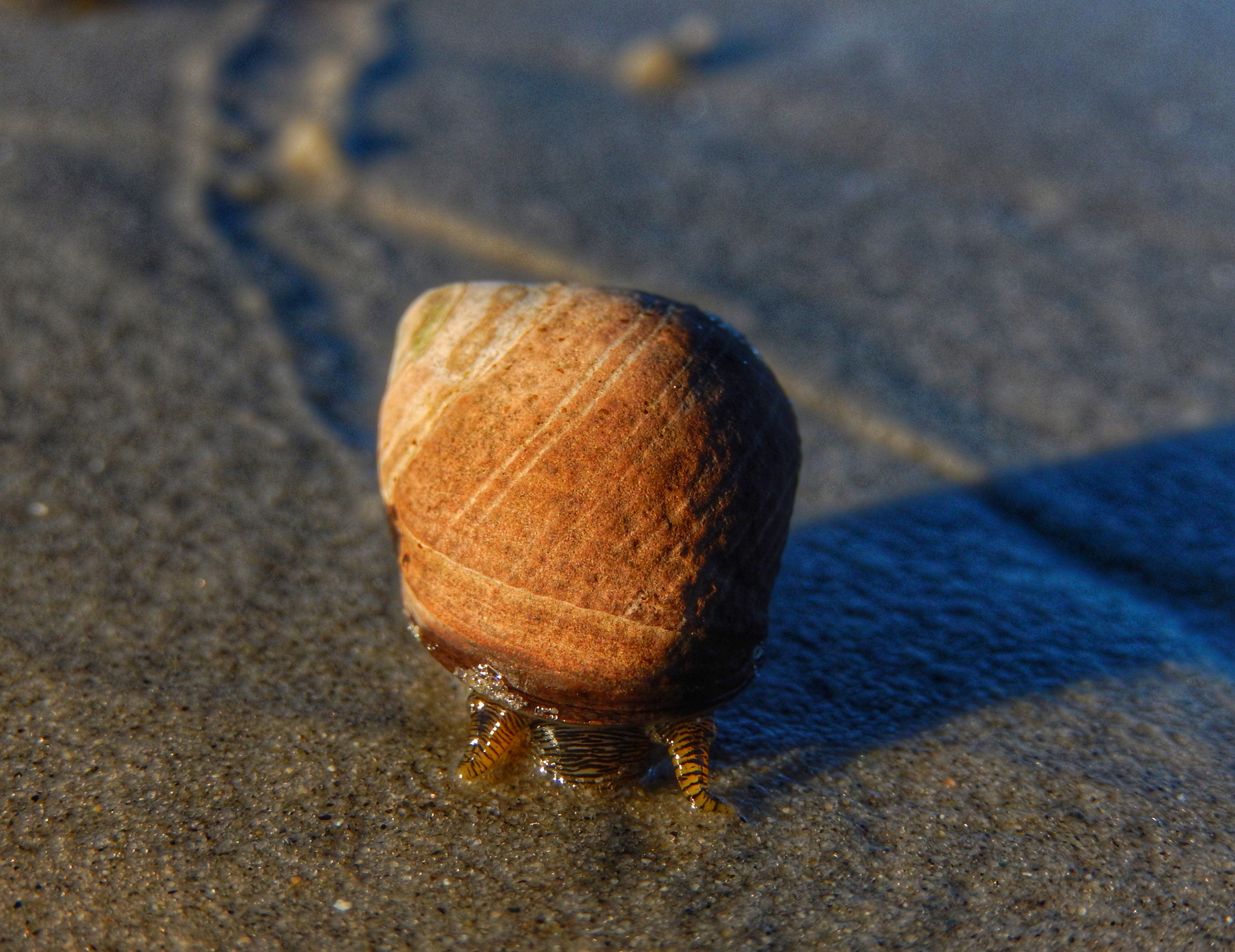 Nikon COOLPIX S9600 sample photo. Snail on a beach photography