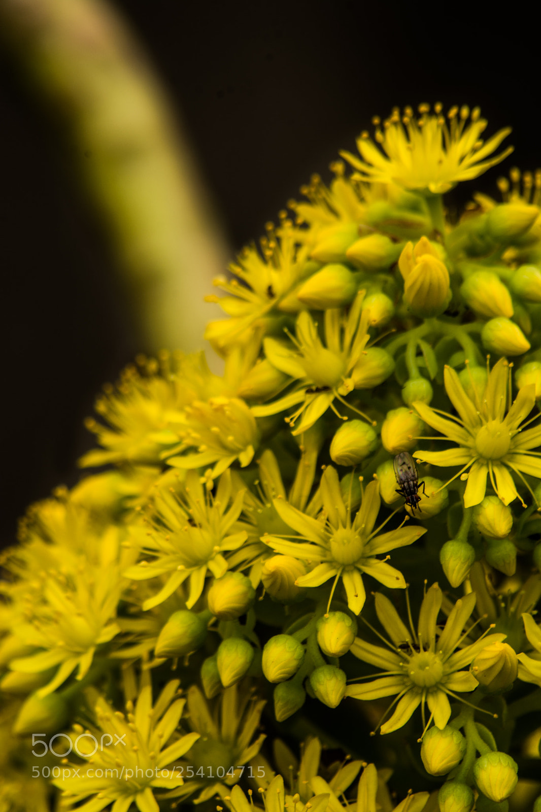 Nikon D7100 sample photo. Flor zoom photography