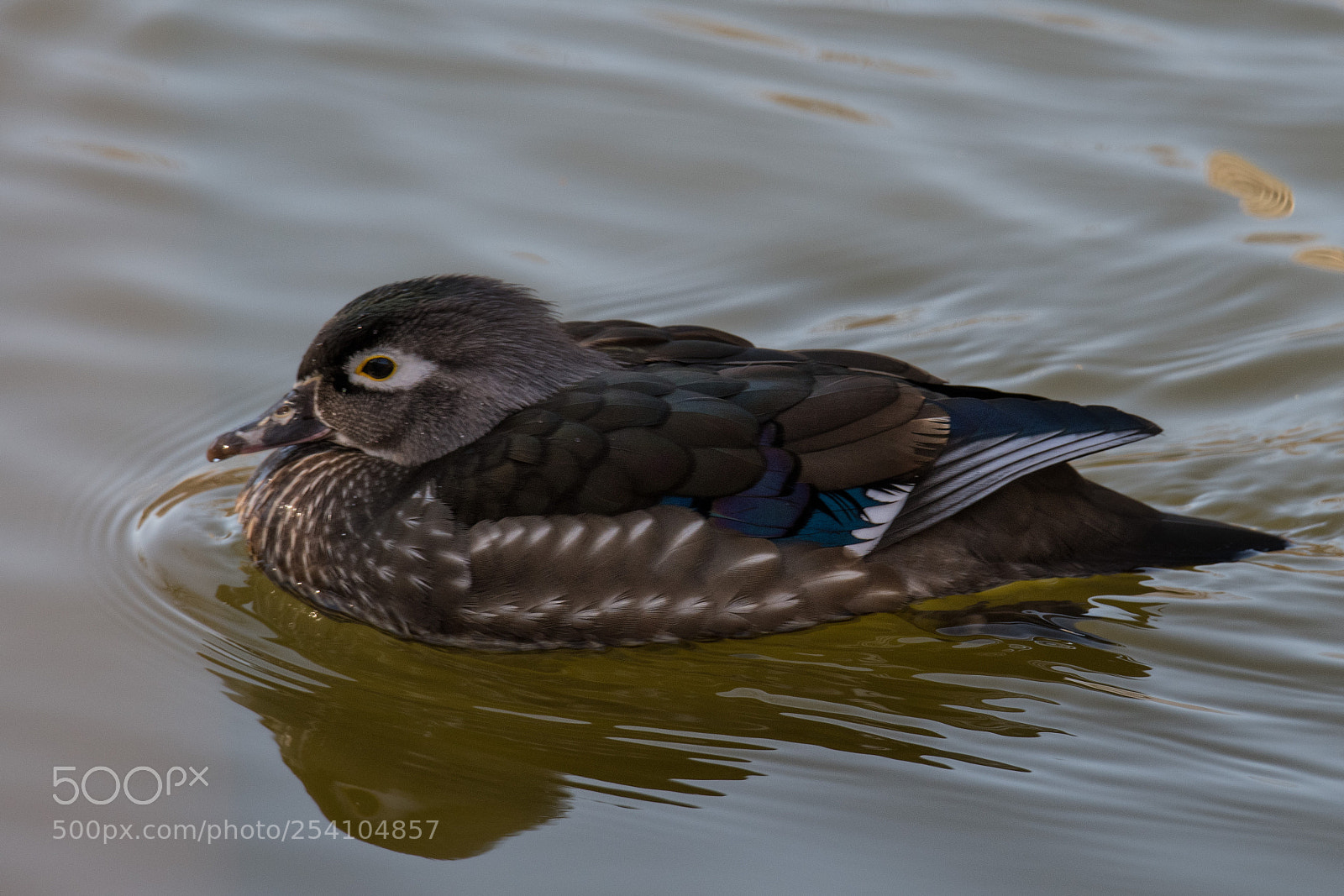 Nikon D850 sample photo. Woodduck photography