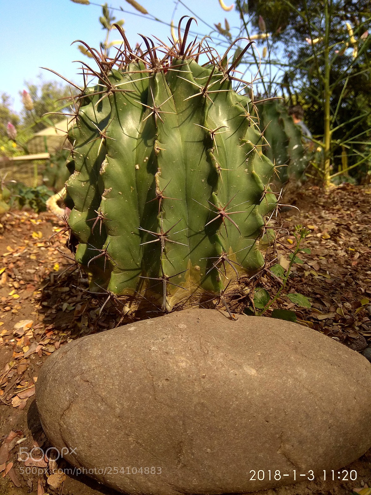 Xiaomi Redmi Note 4 sample photo. Alone photography