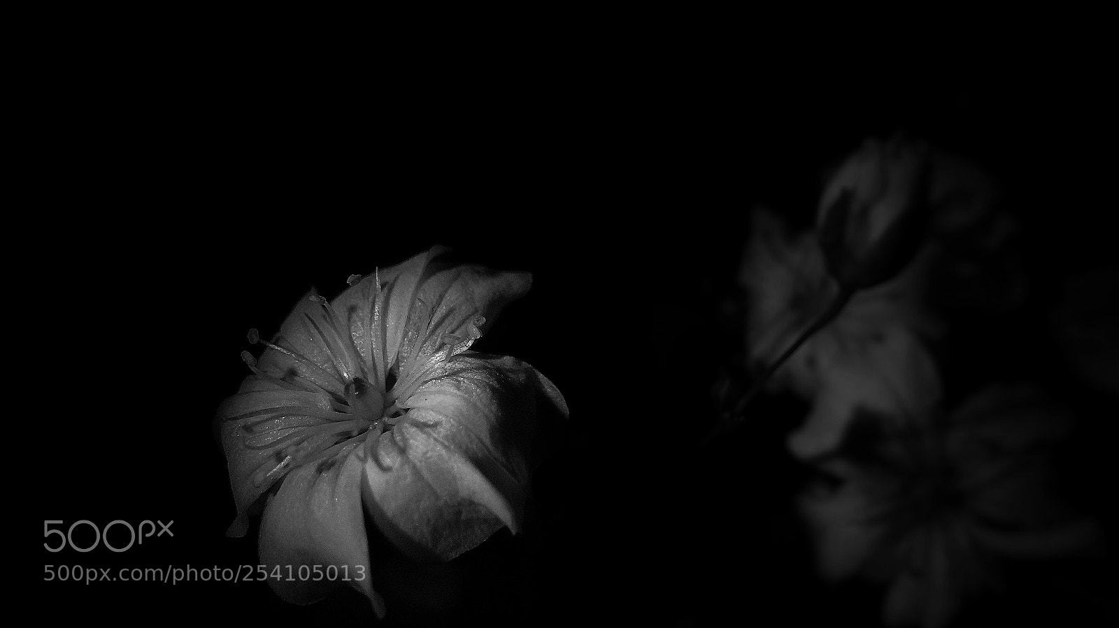 Sony Cyber-shot DSC-HX20V sample photo. Lonely grow photography