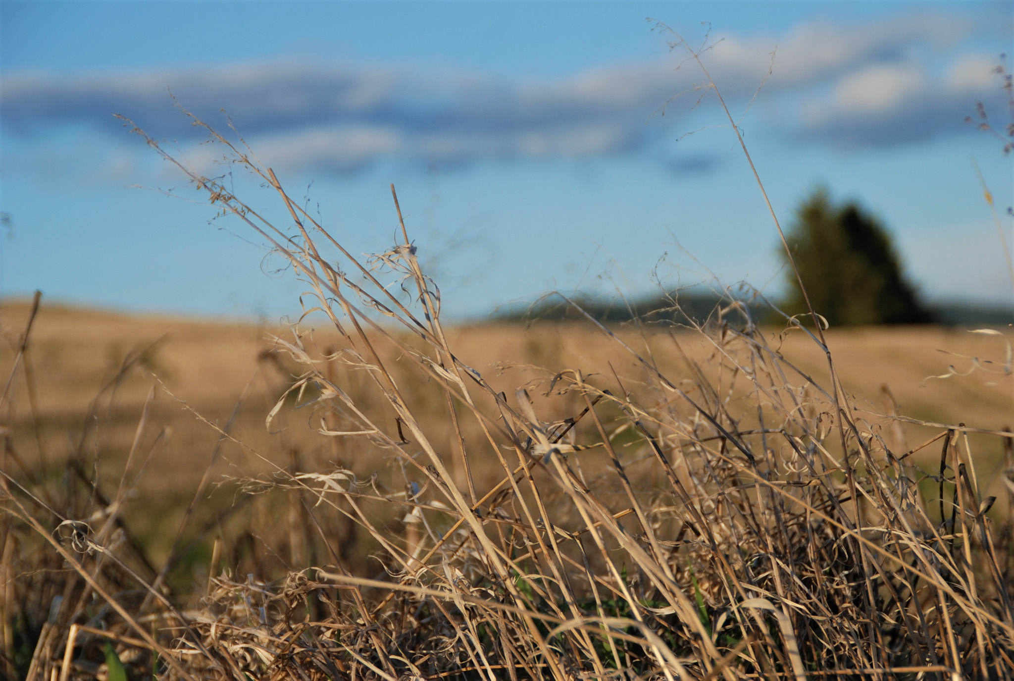 Nikon D80 sample photo. Open photography