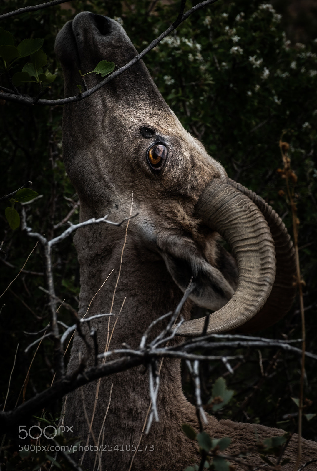 Fujifilm X-T2 sample photo. Forever vigilant. photography