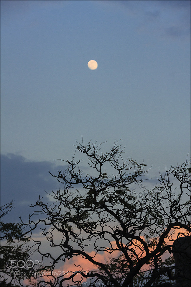 Canon EOS 40D sample photo. Over the jacaranda tree photography