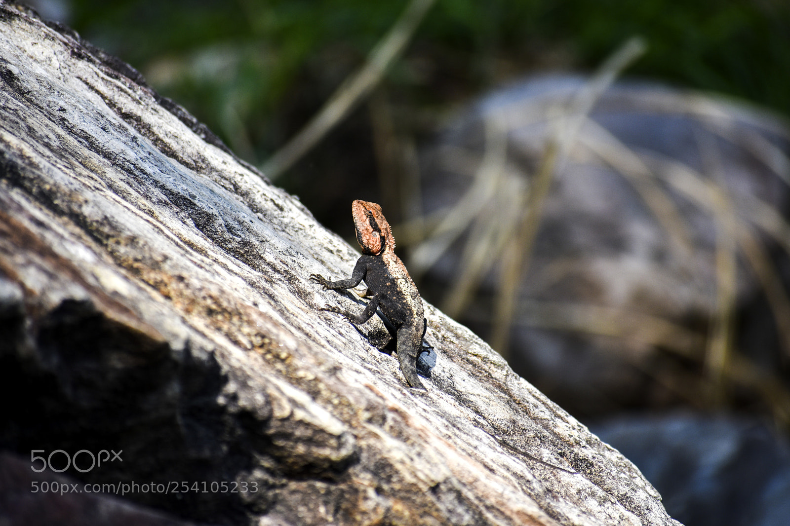 Nikon D3400 sample photo. Cameleon photography