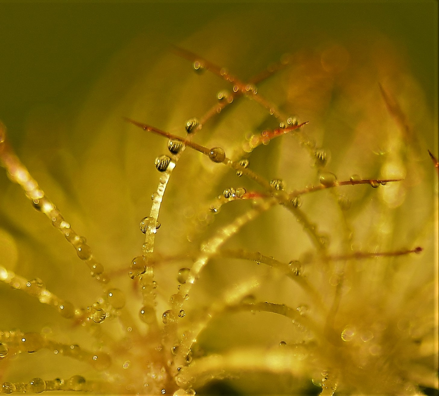 Sigma 105mm F2.8 EX DG OS HSM sample photo. Drops  tropfen  damlalar photography