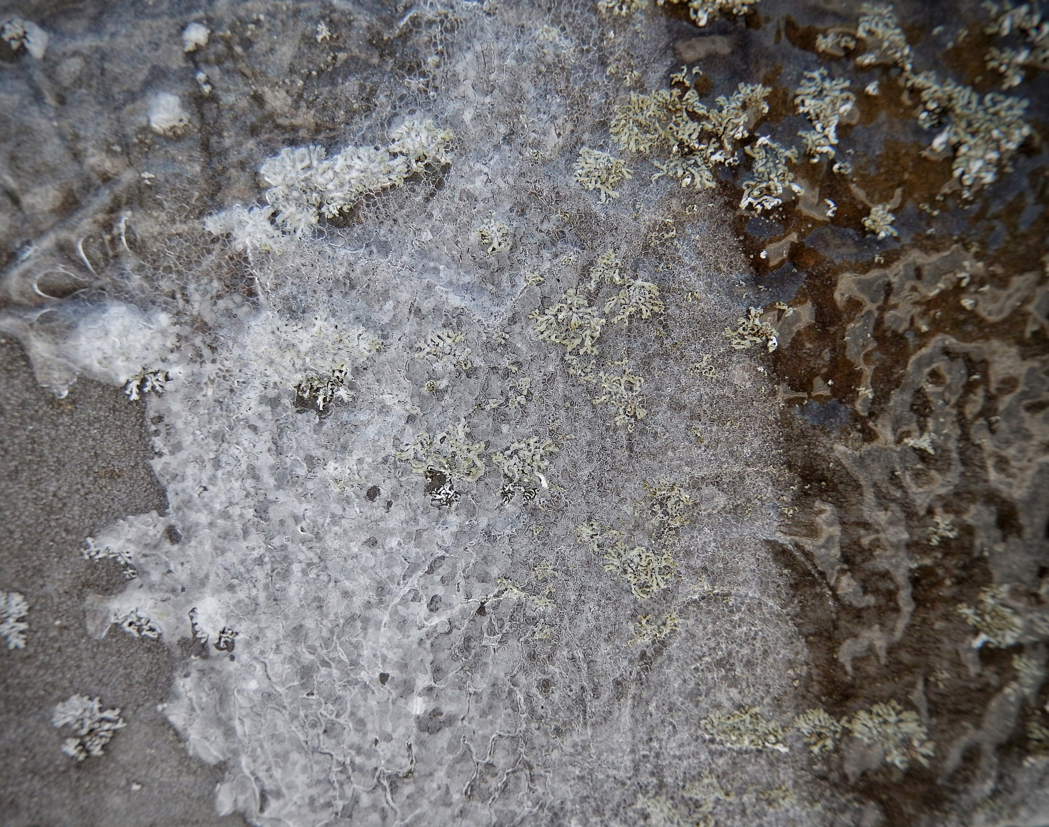 Nikon COOLPIX S9600 sample photo. Lichen and ice on a headstone photography