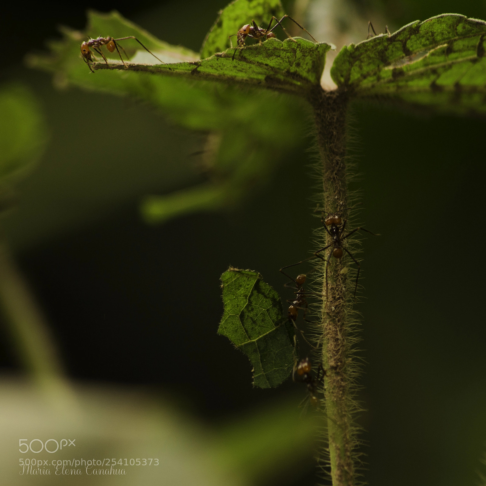 Nikon D5100 sample photo. Leafcutter ant photography
